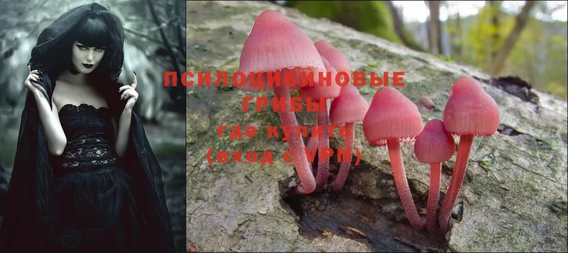 omg tor  закладки  мориарти состав  Псилоцибиновые грибы MAGIC MUSHROOMS  Армавир 